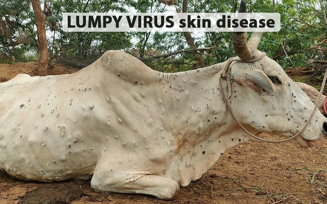 As Lumpy Skin Disease Cases Rise, Here's What We Need To Know